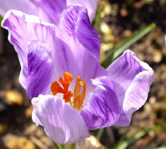 Crocus 'Vanguard'
